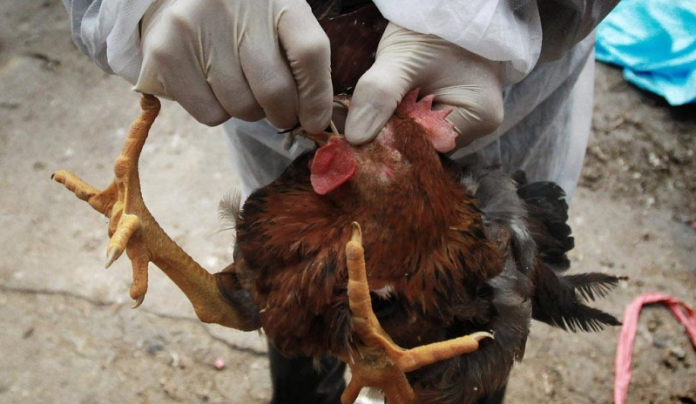 Bird Flu Outbreak: MOFA bans movement of poultry in three regions