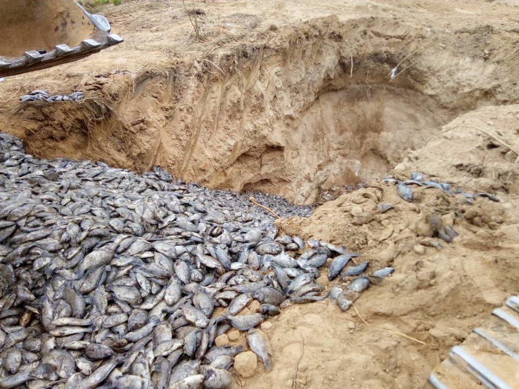 PHOTO: 18kg of harmful Chinese GMO tilapia destroyed at Asutuare