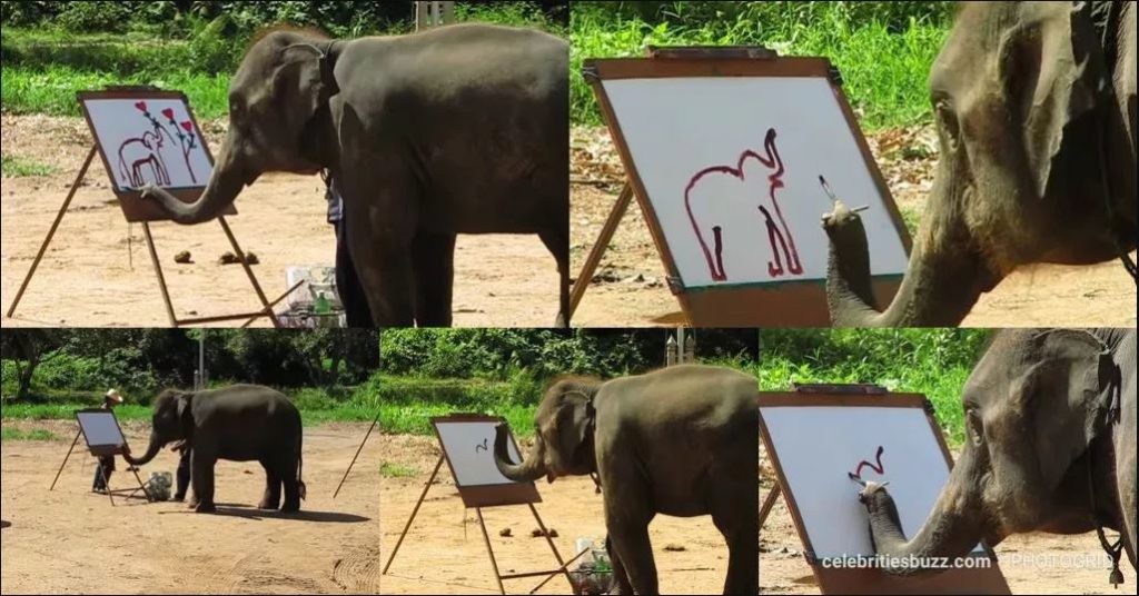 VIDEO: Meet the elephant that paints pictures using its trunk