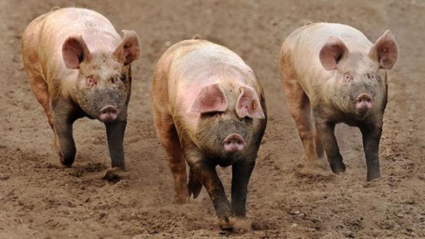 Sekondi-Takoradi, Effia Kwesiminstim hit by Africa Swine Fever outbreak