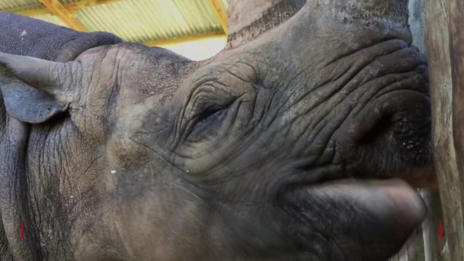 ‘World’s oldest rhino’ Fausta dies in Tanzania aged 57