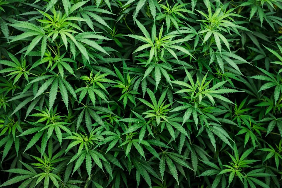 Zambia legalises Marijuana growth for exports and medical purposes only