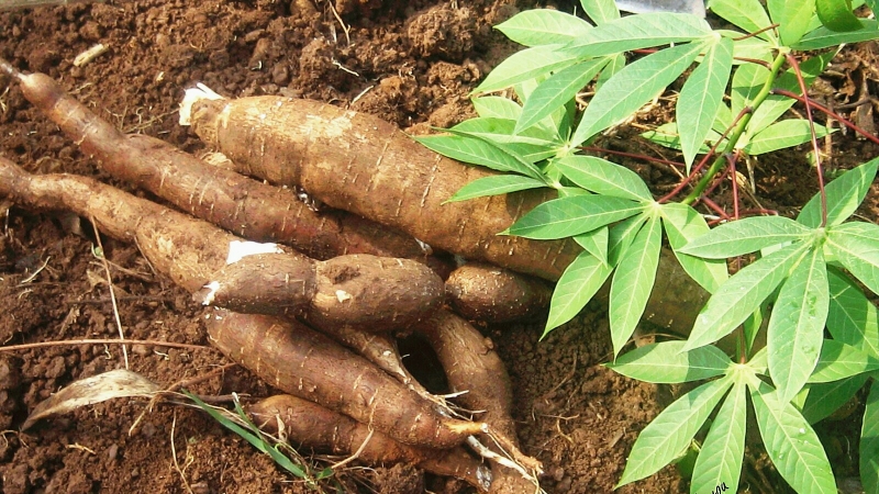 Cassava becomes scarce food crop in the Bono East Region