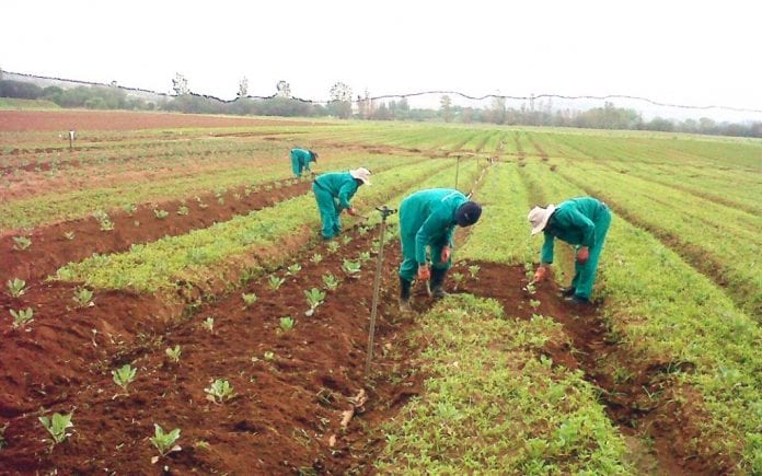 Planting for Food and Jobs has increased food security in Ghana – Ofori-Atta