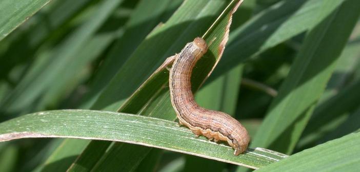 Agric ministry warns farmers over resurgence of Fall Armyworms