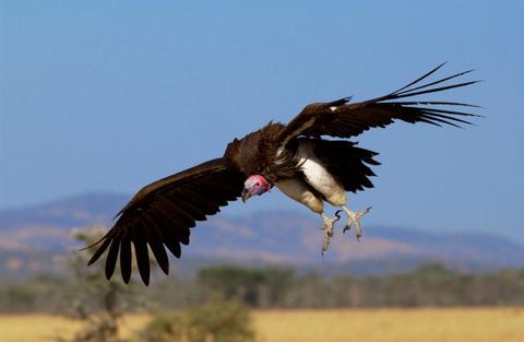 Find out why vultures do not feed on living bodies