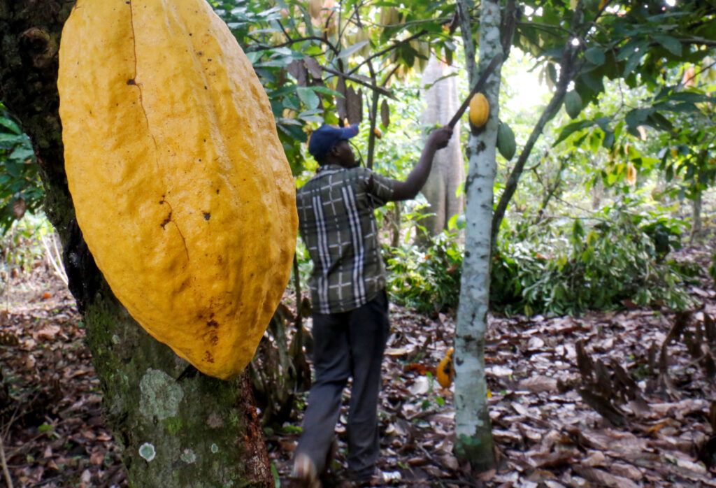 COCOBOD announces September 8 as start of 2023/2024 crop season