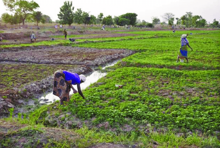 Don’t turn Farmers’ Day into a yearly ritual – Agricultural Workers Union