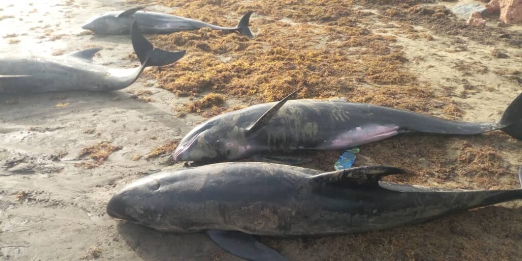 Over 60 ‘dolphins’, big fishes wash ashore dead in Axim, Osu and Keta in 2 days