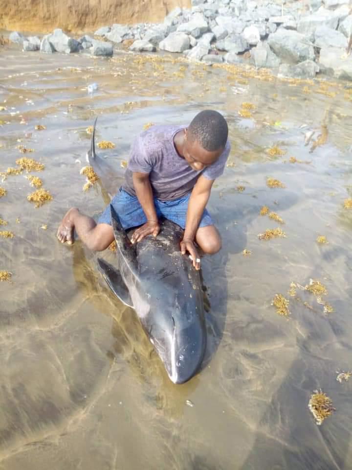 Surrender fish you took home – FDA tells coastal dwellers