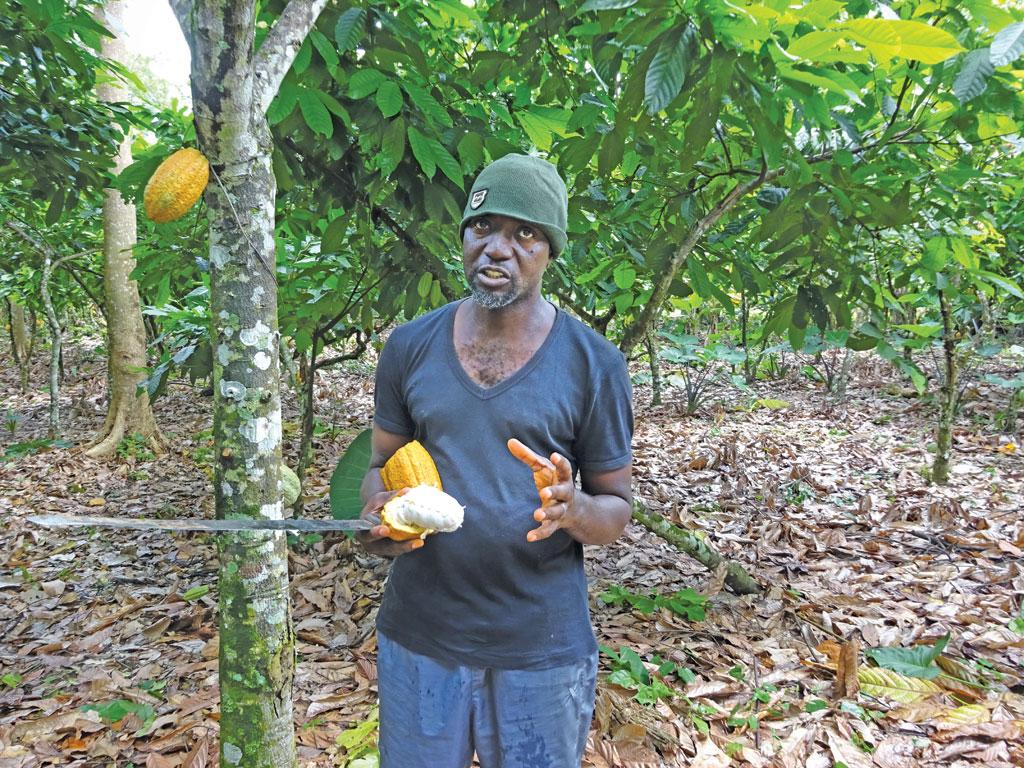 Cocoa farming is a great career but… – Farmer