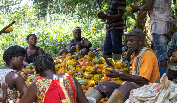 68 years of cocoa farming and we’ve never tasted chocolate – Cocoa farmers lament