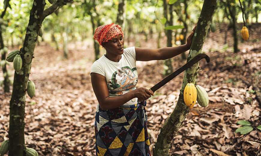 We also deserve allowances – Cocoa farmers tells gov’t