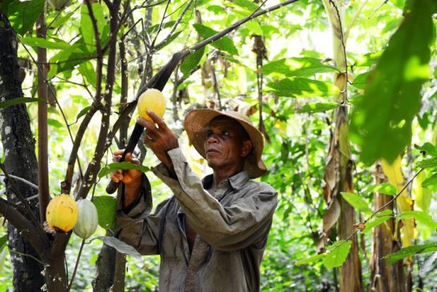 My children have threatened to sell my farm due to lack of gov’t support – Cocoa Farmer