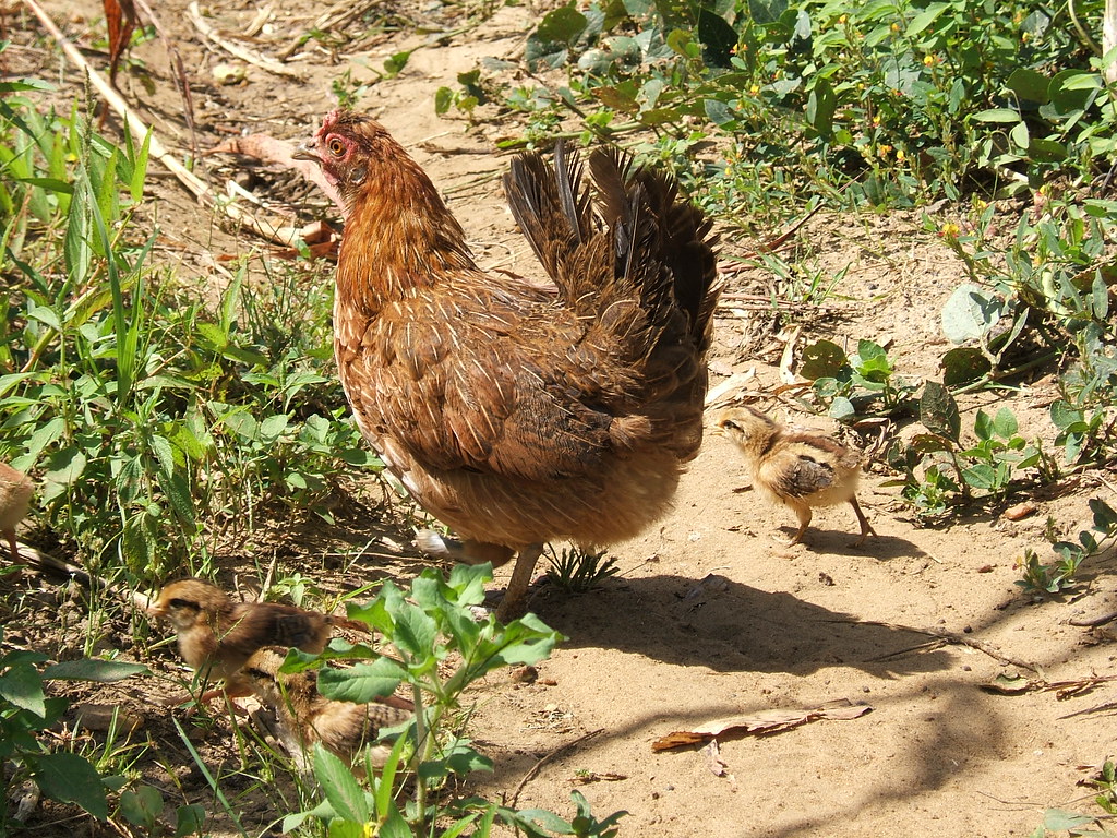 Man ends up sleeping with a hen