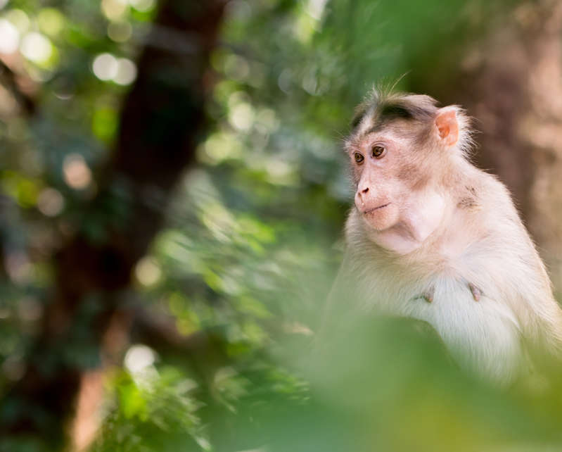 China reports its first death of a human from rare Monkey B virus