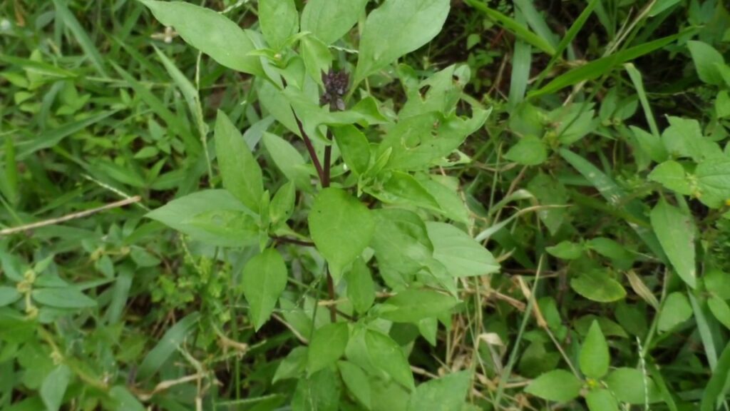 Ghanaians ignorant about the power of herbs – Prophet Gabriel Twumasi