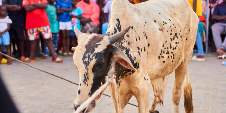 SalahFest22: Fadama Zongo takes home cow and Ghc20,000 prize pot