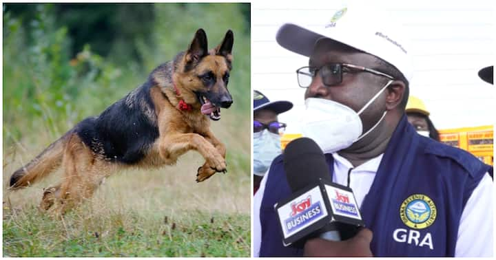 Chinese nationals release wild dogs on GRA tax collectors