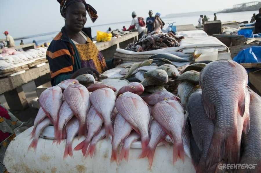 Shortage of premix fuel not cost of increased price of fish