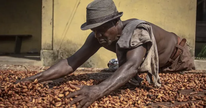 Chocolate makers make more money while cocoa farmers barely earn a living