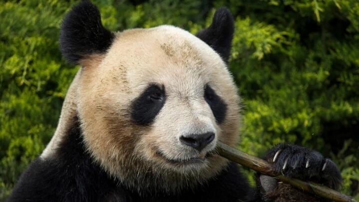 China claims Giant pandas in U.S amidst economic tension