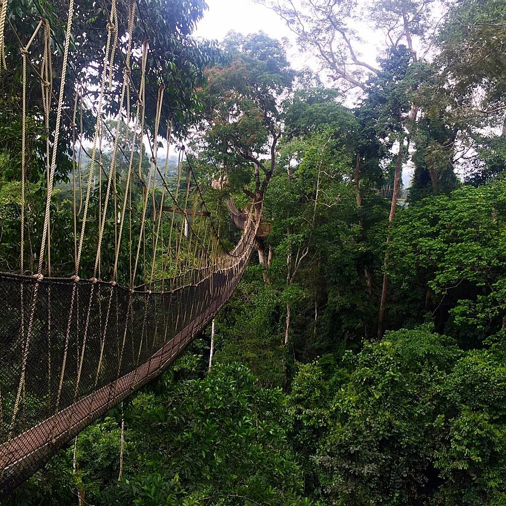 There’s no protection against mining in our forests – Expert traces audacity to mine at Kakum to controversial L.I