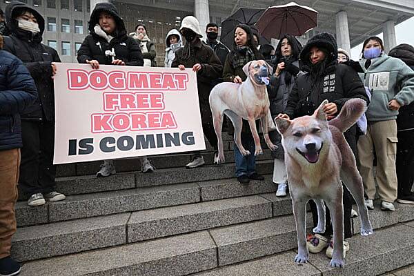 South Korea passes law banning dog meat trade