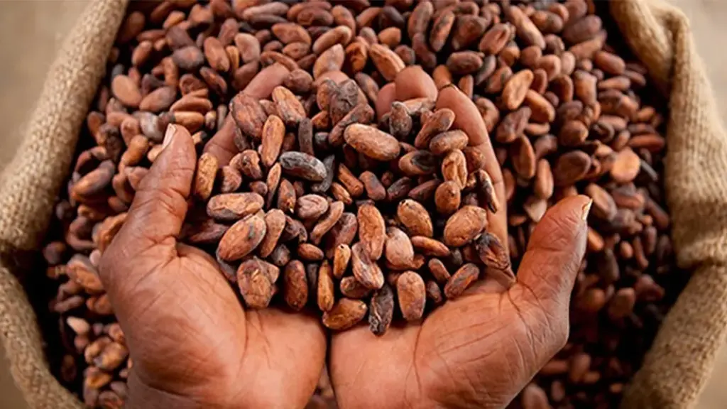 Ghana secures 0 million World Bank loan to combat Cocoa disease crisis