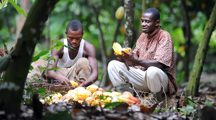 Next NDC will continue abandoned Cocoa roads, Prof. Opoku Agyemang pledges