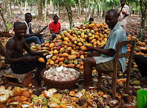 Ghana’s cocoa regulator will borrow up to .5 billion for 2024-25 cocoa purchases, sources say