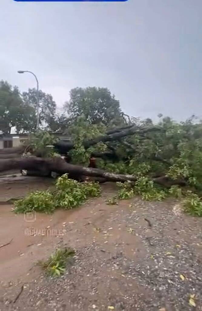 Trees uprooted by heavy rains wreck havoc; one person reportedly in critical condition