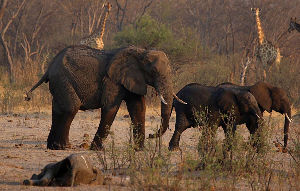 Namibia: Elephant meat seen as final resort as hunger in Southern Africa intensifies