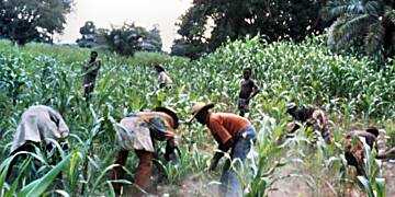 Honoring Ghana's Farmers: National Farmers' Day 2024 to emphasize ...