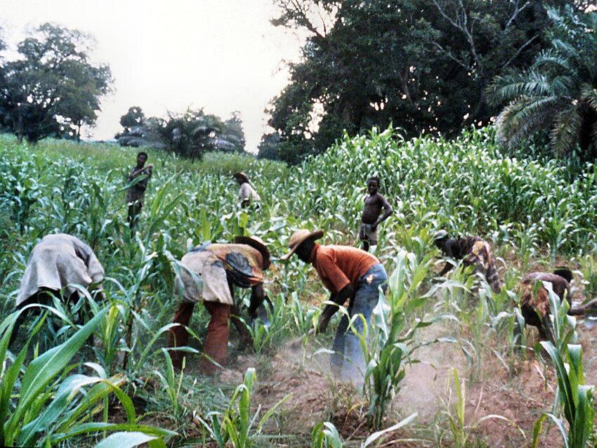 Peasant Farmers reject grain export ban