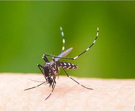 MoFA seeks relief measures for farmers affected by Dengue fever