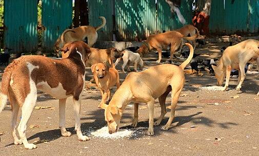 Unvaccinated stray dogs trigger rabies outbreak in Ghana – Chief Veterinary Officer