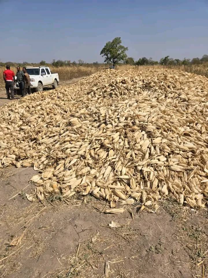 Several Hectares of harvested Maize belonging to Savannah Regional Minister allegedly set ablaze in Damango