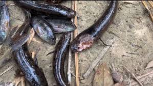 Kamgbunli Fish disease crisis: Our community has been plunged into hardship-Assemblyman discloses